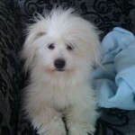 Dixie