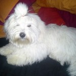Smilla