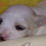 dsc04643