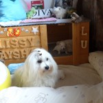 dsc04684